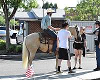 foundation-quarter-horse