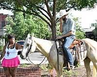 performance-quarter-horse