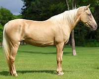 athletic-missouri-fox-trotter-horse