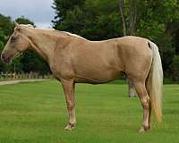beginner-missouri-fox-trotter-horse