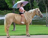 endurance-missouri-fox-trotter-horse