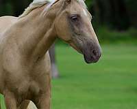 kid-safe-missouri-fox-trotter-horse