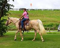 experienced-missouri-fox-trotter-horse