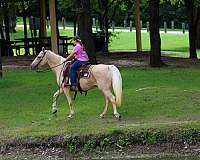 husband-safe-missouri-fox-trotter-horse