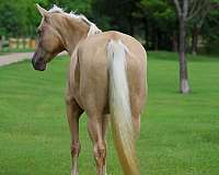 parade-missouri-fox-trotter-horse