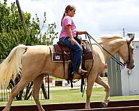 performance-missouri-fox-trotter-horse
