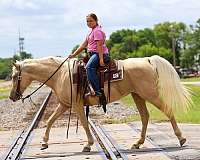 playday-missouri-fox-trotter-horse