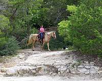 ranch-missouri-fox-trotter-horse