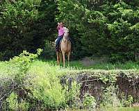ranch-versatility-missouri-fox-trotter-horse
