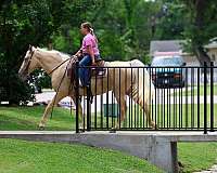 ranch-work-missouri-fox-trotter-horse