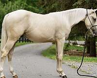 quarter-horse-colt
