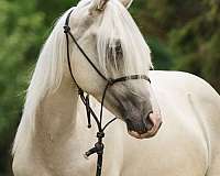 quarter-horse-for-sale