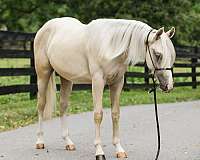 quarter-horse