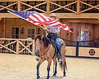 ridden-western-quarter-horse