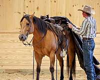 roping-quarter-horse