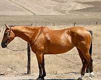 athletic-quarter-horse