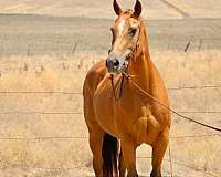 beginner-quarter-horse