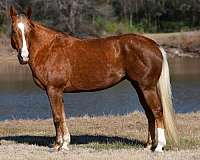 athletic-quarter-horse