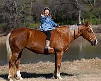 beginner-quarter-horse