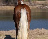 calf-roping-quarter-horse