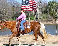 dappled-quarter-horse