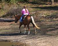 endurance-quarter-horse