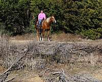 experienced-quarter-horse