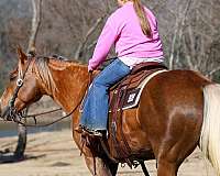 flashy-quarter-horse