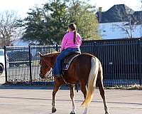 kid-safe-quarter-horse