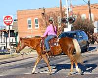 playday-quarter-horse