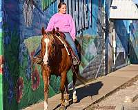 parade-quarter-horse
