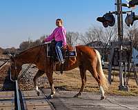 performance-quarter-horse
