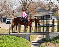 ranch-quarter-horse