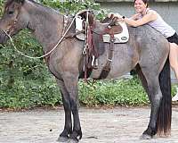 show-jumpin-gelding