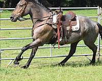 all-around-friesian-horse