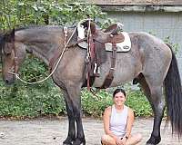 blue-roan-show-jumpin-horse