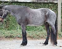 beginner-friesian-horse
