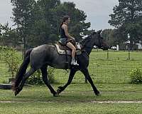 cross-friesian-horse