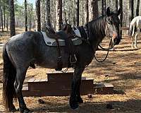draft-friesian-horse
