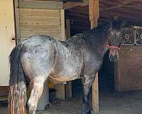 eventing-friesian-horse