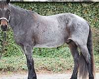 english-pleasure-friesian-horse