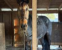 field-hunter-friesian-horse