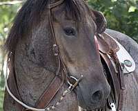 show-jumpin-friesian-horse