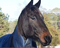 flashy-friesian-horse