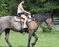 horsemanship-friesian-horse