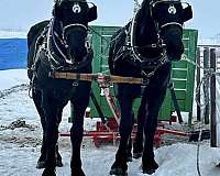 draft-team-percheron-horse