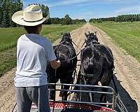 working-team-percheron-horse