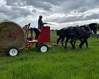 draft-team-horse