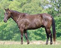 athletic-quarter-horse