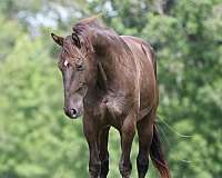 beginner-quarter-horse